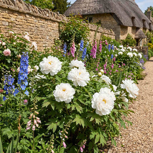 Tree Peony 'Bai Xue Ta' Perennial Bedding