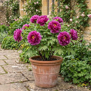 Tree Peony 'Ling Hua Zhan Lu' Perennial Bedding
