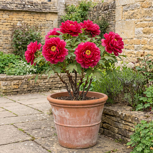Tree Peony 'Luo Yang Hong' Perennial Bedding