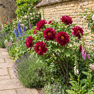 Tree Peony 'Luo Yang Hong' Perennial Bedding
