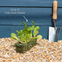 'Yang Qing Choi' Pak Choi Plants Vegetables