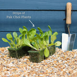 'Yang Qing Choi' Pak Choi Plants Vegetables