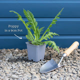White Poppy | Papaver 'Royal Wedding' Perennial Bedding