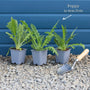 White Poppy | Papaver 'Royal Wedding' Perennial Bedding