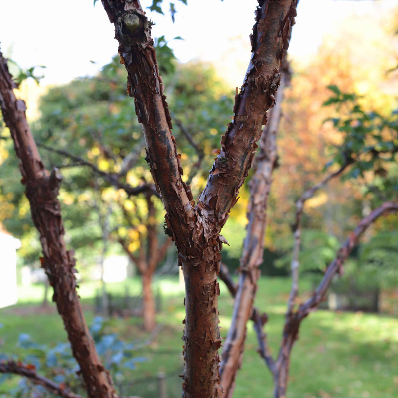 Paperbark Maple Tree | Acer griseum Ornamental Trees