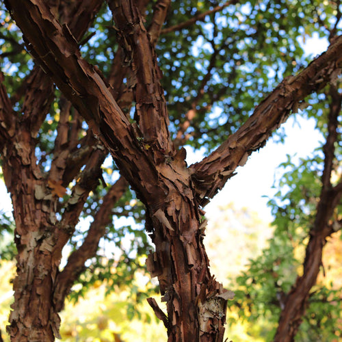 Paperbark Maple Tree | Acer griseum Ornamental Trees
