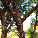 Paperbark Maple Tree | Acer griseum Ornamental Trees