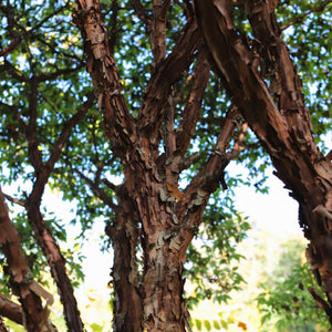 Paperbark Maple Tree | Acer griseum Ornamental Trees