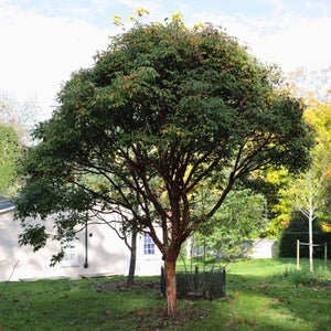 Paperbark Maple Tree | Acer griseum Ornamental Trees