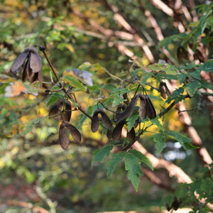 Paperbark Maple Tree | Acer griseum Ornamental Trees