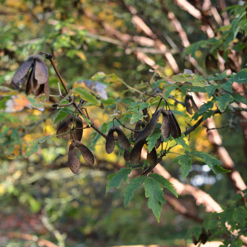 Paperbark Maple Tree | Acer griseum Ornamental Trees
