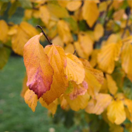 Persian Ironwood Tree | Parrotia persica 'Vanessa' Ornamental Trees