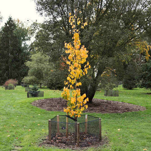 Persian Ironwood Tree | Parrotia persica 'Vanessa' Ornamental Trees