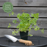 Curly Parsley Plant Vegetables