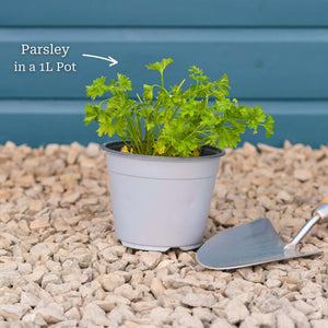 Curly Parsley Plant Vegetables