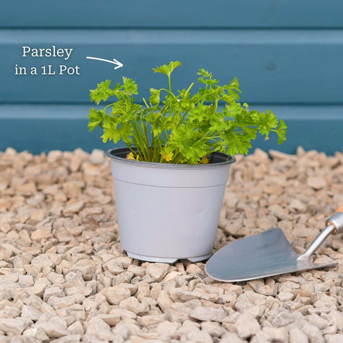Curly Parsley Plant Vegetables
