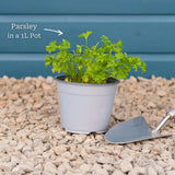 Curly Parsley Plant Vegetables