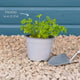 Curly Parsley Plant Vegetables