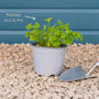 Curly Parsley Plant Vegetables