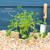 Curly Parsley Plant Vegetables
