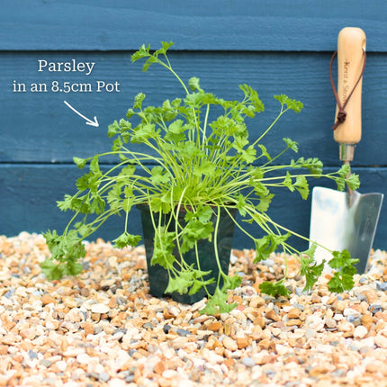 Curly Parsley Plant Vegetables