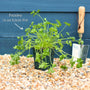 Curly Parsley Plant Vegetables