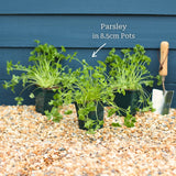 Curly Parsley Plant Vegetables