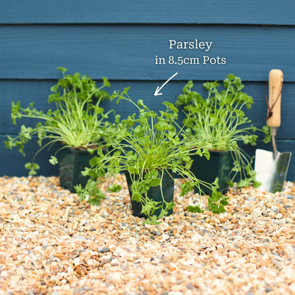 Curly Parsley Plant Vegetables