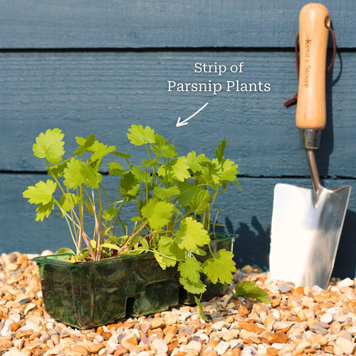 'Duchess F1' Parsnip Plants Vegetables