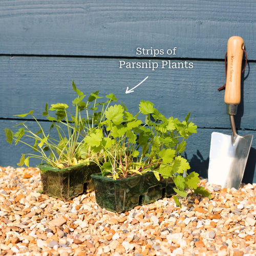 'Duchess F1' Parsnip Plants Vegetables