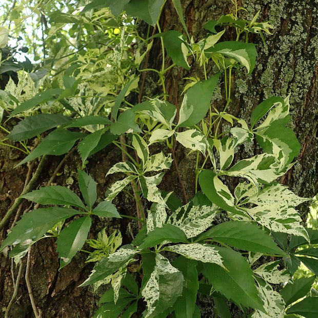 Variegated Virginia Creeper | Parthenocissus quinquefolia 'Star Showers' Climbing Plants