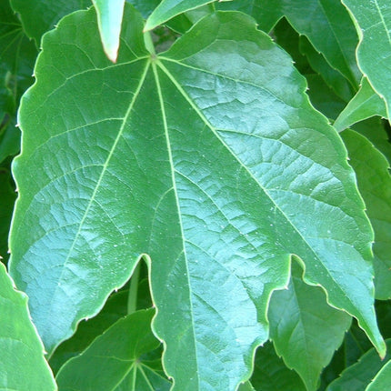 Boston Ivy | Parthenocissus tricuspidata 'Green Spring' Climbing Plants