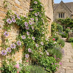 Purple Passion Flower | Passiflora 'Damsel's Delight' Climbing Plants
