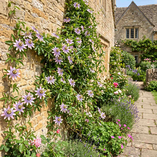 Purple Passion Flower | Passiflora 'Damsel's Delight' Climbing Plants