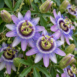 Purple Passion Flower | Passiflora 'Damsel's Delight' Climbing Plants