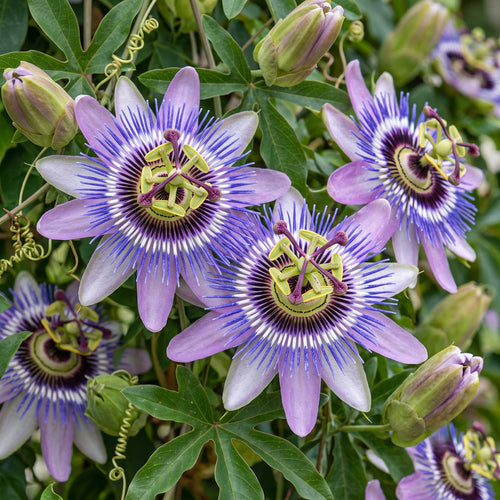 Purple Passion Flower | Passiflora 'Damsel's Delight' Climbing Plants