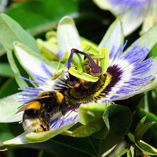 Blue Passion Flower | Passiflora caerulea Climbing Plants