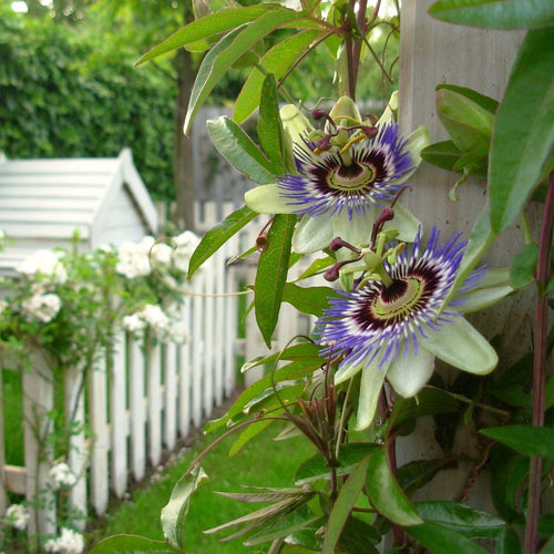 Blue Passion Flower | Passiflora caerulea Climbing Plants