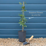 Blue Passion Flower | Passiflora caerulea Climbing Plants