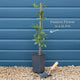 Blue Passion Flower | Passiflora caerulea Climbing Plants