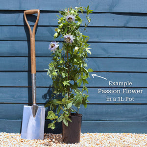 White Passion Flower | Passiflora 'Constance Elliott' Climbing Plants
