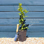 Passion Fruit Plant | Passiflora edulis Soft Fruit