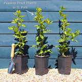 Passion Fruit Plant | Passiflora edulis Soft Fruit