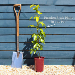 Passion Fruit Plant | Passiflora Edulis Soft Fruit