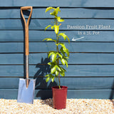 Passion Fruit Plant | Passiflora Edulis Soft Fruit