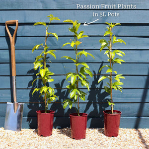 Passion Fruit Plant | Passiflora Edulis Soft Fruit