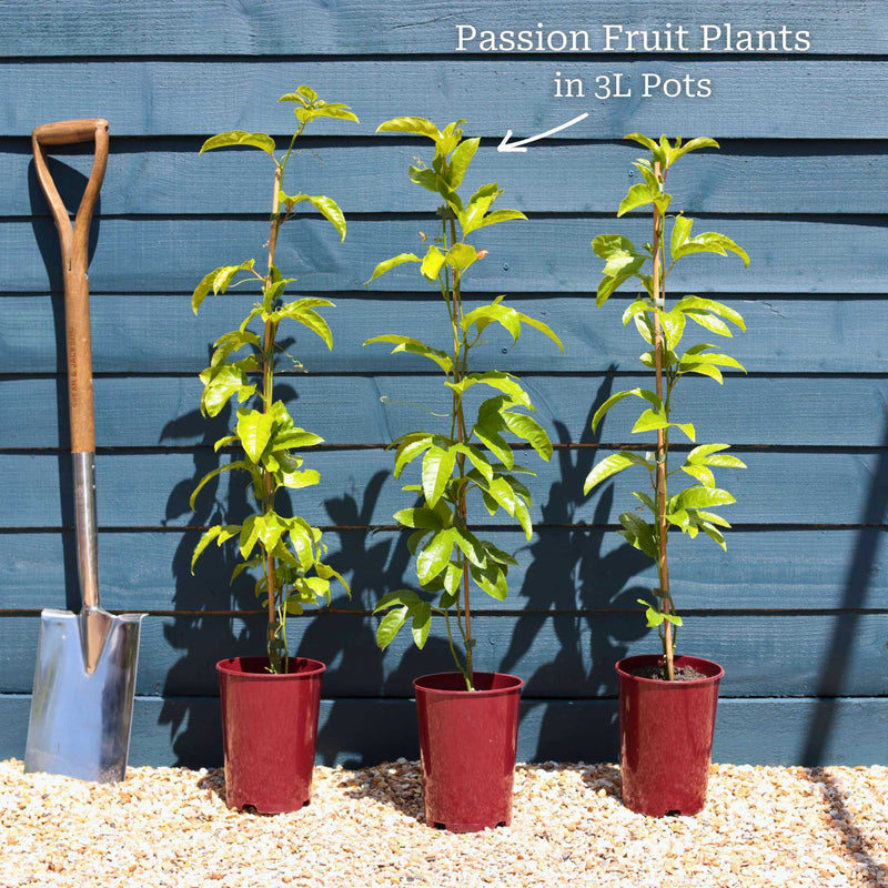 Passion Fruit Plant | Passiflora Edulis Soft Fruit