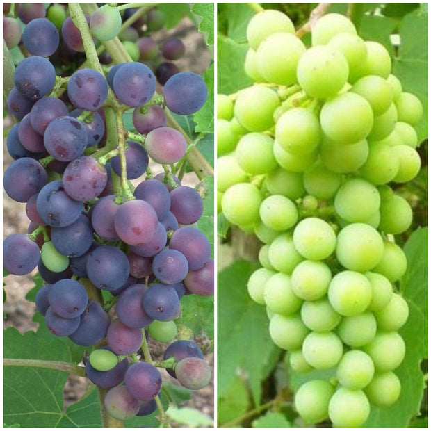 Patio Grape Vines Collection Soft Fruit