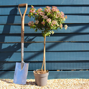 Patio Viburnum Tinus Tree | Laurustinus Ornamental Trees