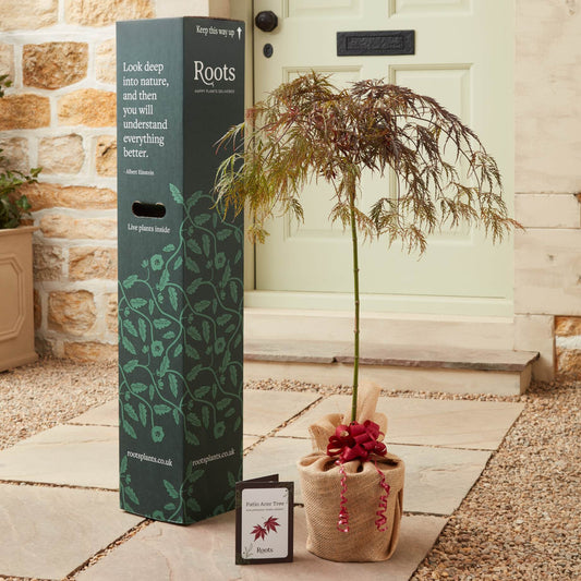 The Patio Acer Tree Gift Gift Option